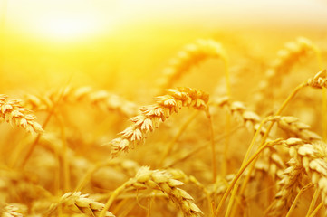  Wheat field on sun