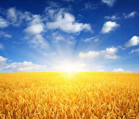Naklejka premium wheat field and sun