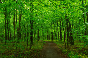 Fototapeta premium green forest