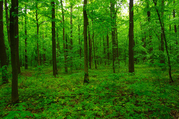 Obraz premium beautiful green forest