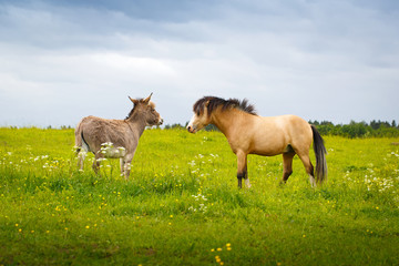 welsh pony and gray donkey