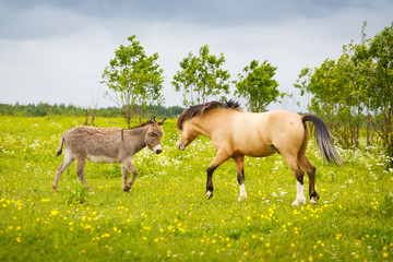 Fototapeta premium welsh pony and gray donkey
