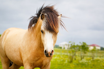 Fototapeta premium welsh pony