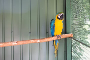 Foto op Canvas Macaw in cage © tempisch