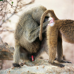 baboon