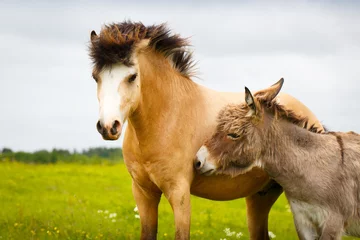Fotobehang welsh pony and gray donkey © DragoNika