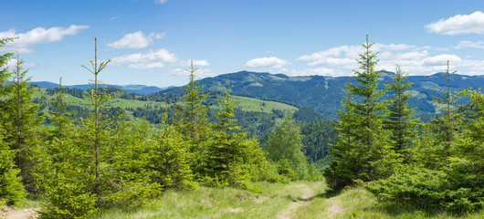 Mountain landscape with young fir trees in the foreground