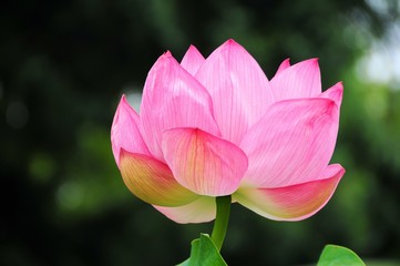 Obraz premium 蓮の花