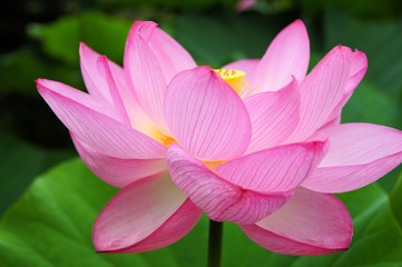 Fototapeta premium 蓮の花