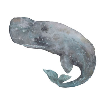 Watercolor sperm whale. Hand painted realistic cachalot whale illustration isolated on white background. Realistic underwater animal art