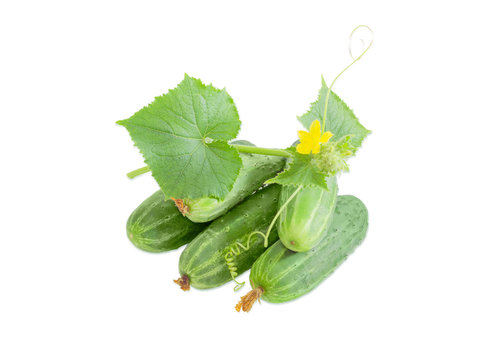 Several cucumbers with stem on light background