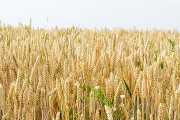Ears of ripening wheat on a field