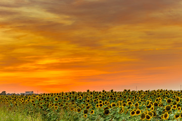 sunset on sunflowers fields