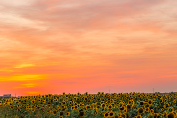 sunset on sunflowers fields