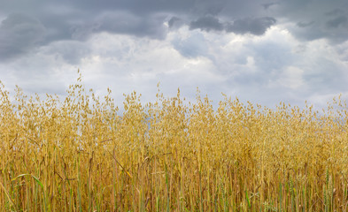 Field of ripening oat against the sky