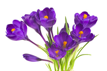 Crocus flower in the spring isolated on white (selective focus)