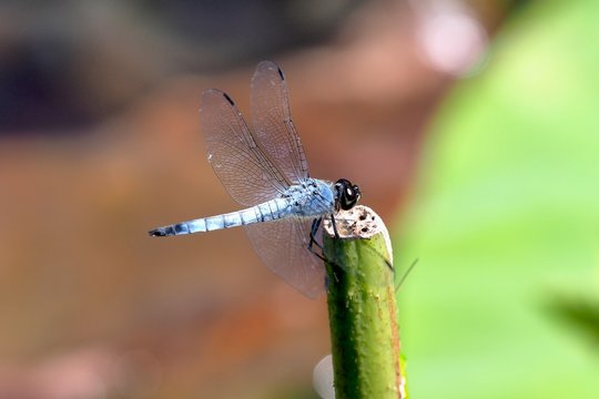 シオカラトンボ