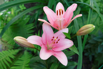 Fototapeta premium Beautiful pink lilies closeup in the summer garden