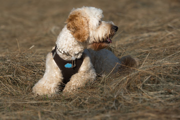 Hundewelpe schaut links