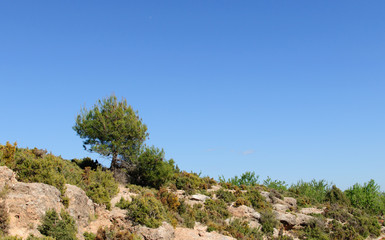 small tree on the mountain with space for copy