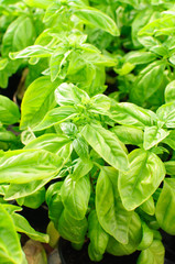 Basil plants