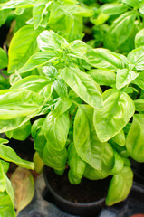 Basil plants