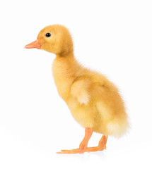 Cute domestic duckling isolated on white background