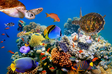 Fototapeta premium Photo of a tropical fish and turtle on a coral reef