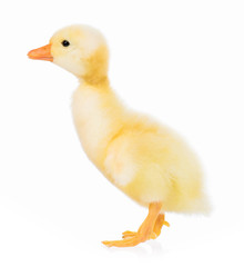 Cute domestic duckling isolated on white background