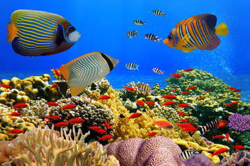 Foto einer Korallenkolonie auf einem Riff