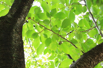 新緑の葉