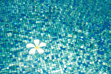 Tropical Frangipani flower on blue water with sunlight reflection