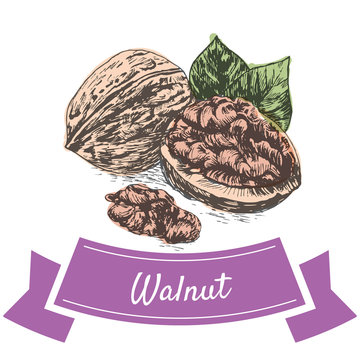 Vector colorful illustration of walnut