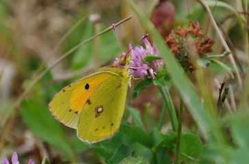 Fototapeta premium pale clouded yellow