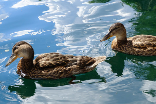Graceful pair of wild ducks floating in blue water. Beautiful bird in its natural nature. Idyllic to the eye picture.