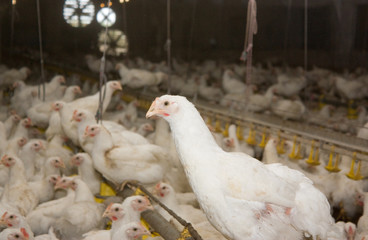 Young hens and roosters on the poultry farm