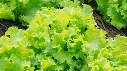 lettuce plant in the vegetable garden.