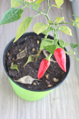 red pepper in a pot at home