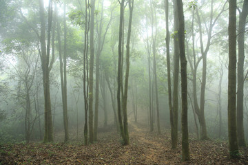 forest and hiking trail in spring fog