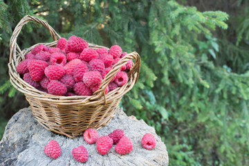 basket with a raspberry on a stump in the forest