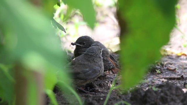 baby bird black redstart in natural habitat   (phoenicurus ochruros)