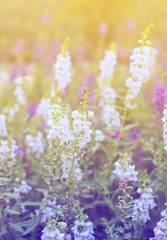 White yellow purple blue flowers salvia colorful shine effect