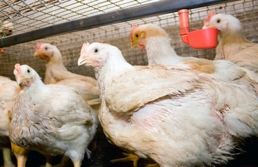 Chickens broilers in a cage in a poultry farm
