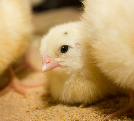 Chickens broilers in a cage in a poultry farm