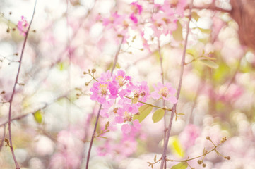 lagerstroemia loudonii flower for background, vintage style.