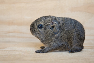 Fototapeta premium Meeschweinchenbaby (Welpe)