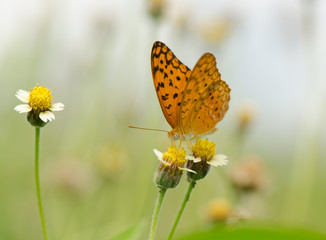 Small Leopard butterfly, Phalanta Alcippe butterfly collecting nectar on wild grass flowers