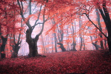 Obraz premium Beautiful magic red forest in fog in autumn. Fairytale landscape