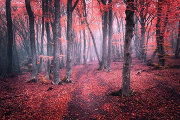 Foto op Plexiglas Beautiful magic red forest in fog in autumn. Fairytale landscape © den-belitsky