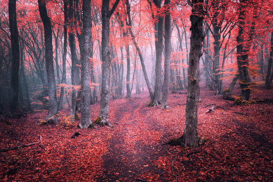 Fototapeta Beautiful magic red forest in fog in autumn. Fairytale landscape